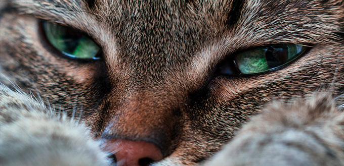 sad cat