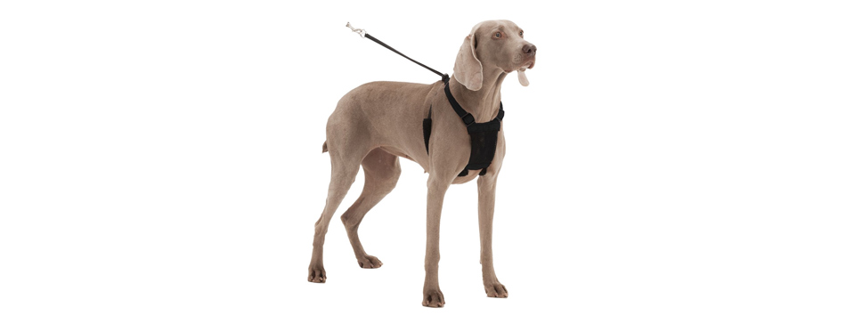 Sporn Mesh No Pull Dog Harness