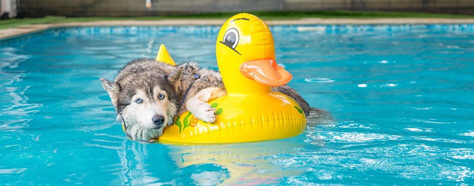 dog swimming in the pool with swim ring