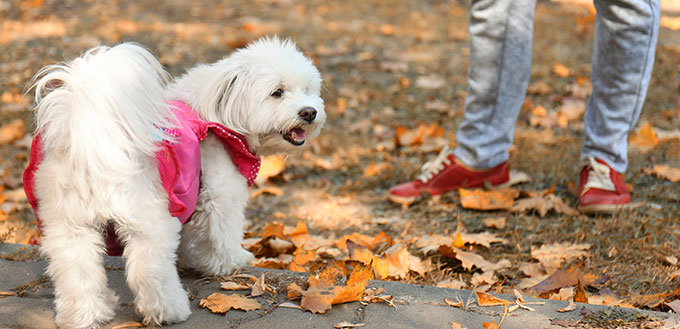 Woman walking with dog