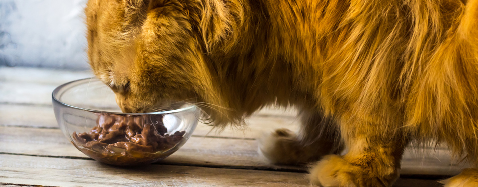 wet cat food for hairball control