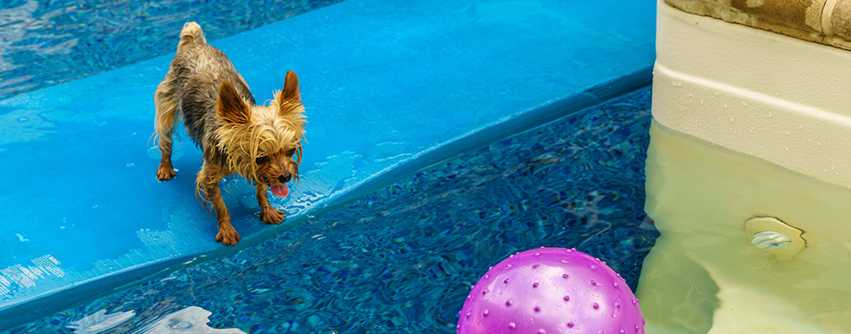 yorkies playing in the Pool with ball