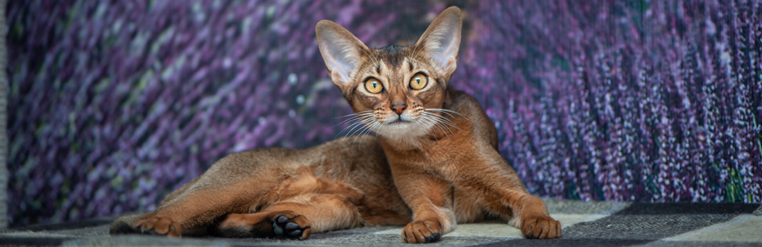 Abyssinian Cat: Cat Breed Information, Characteristics and Facts