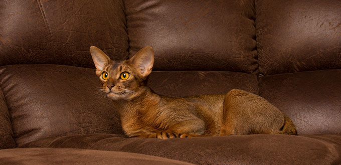 Abyssinian cat lying on brown couch