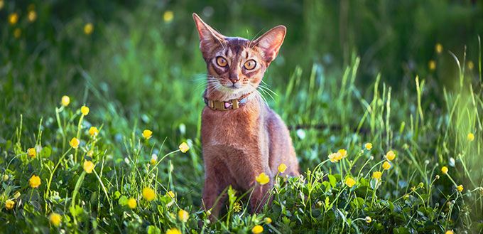 Abyssinian cat on the grass