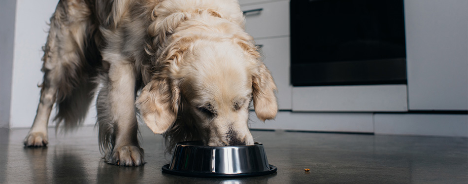 Adorable golden retriever dog eating pet food
