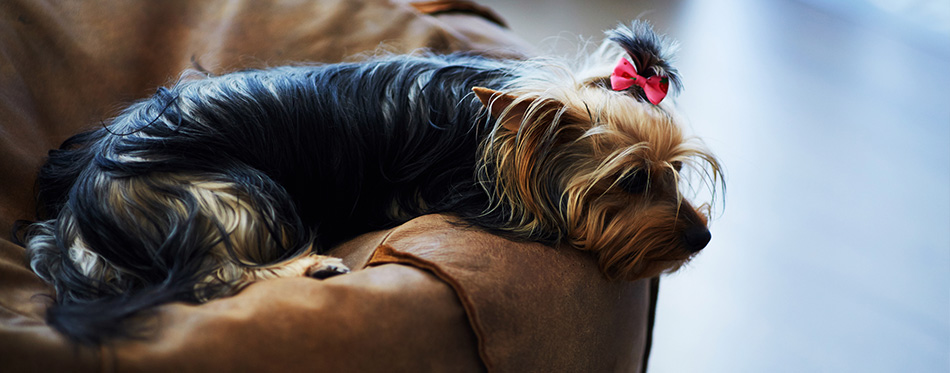 Beautiful puppy lying on a fluffy rug