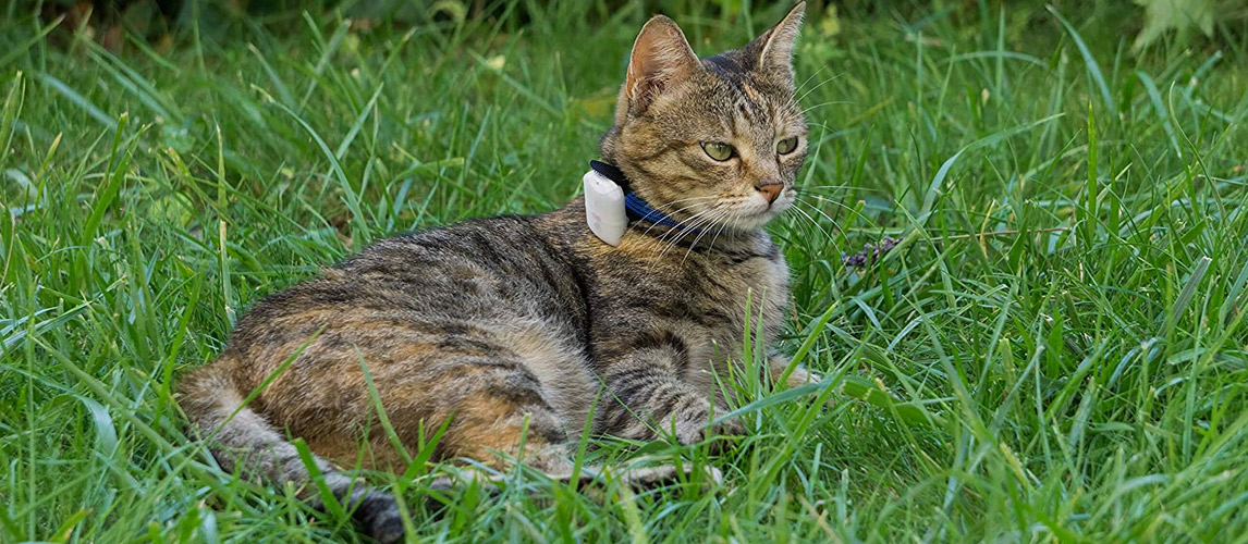 best cat tracking device