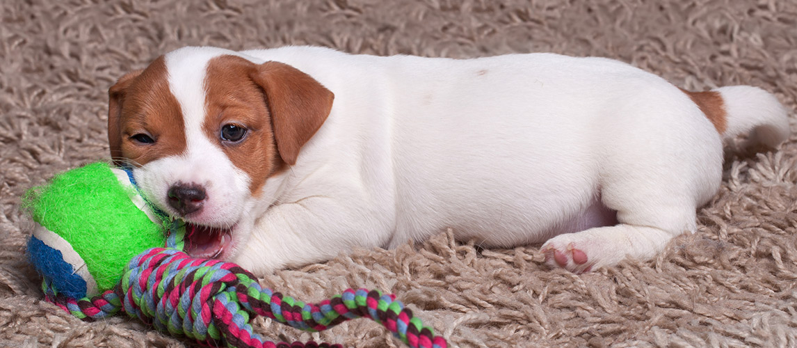 best chew toys for small puppies