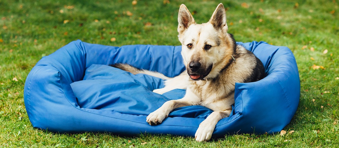 cooling pad for dog crate