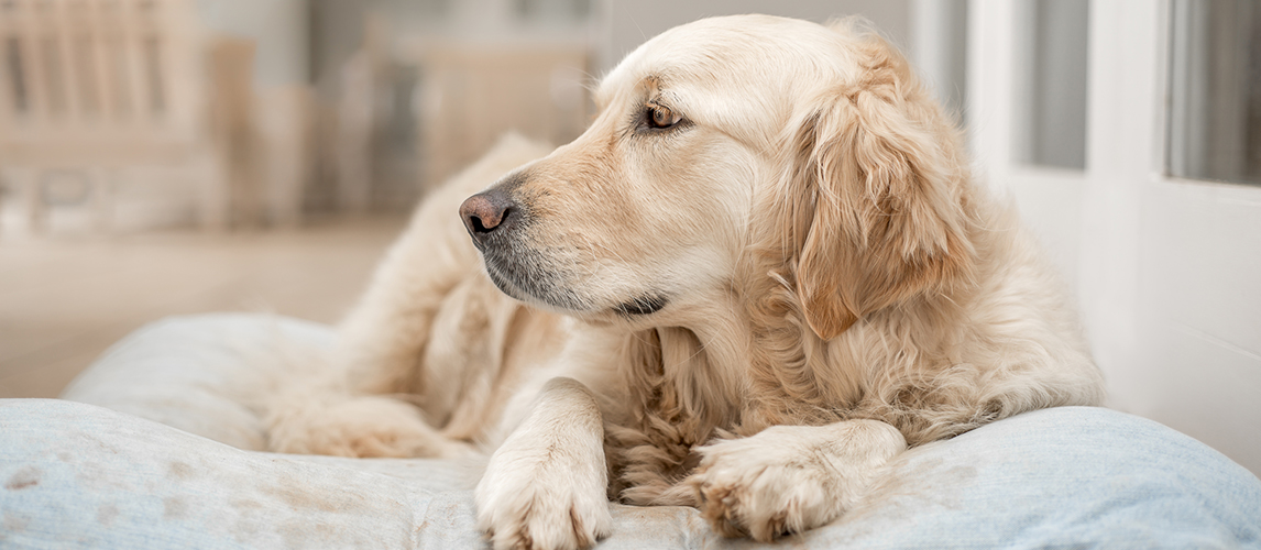 Best-Dog-Food-for-Golden-Retrievers