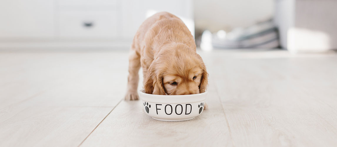 best dog food for gastritis