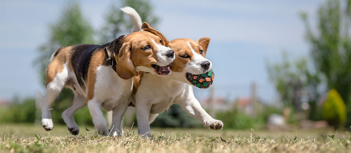 bone and joint vitamins for dogs