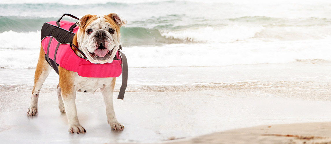 Best-Dog-Life-Jacket