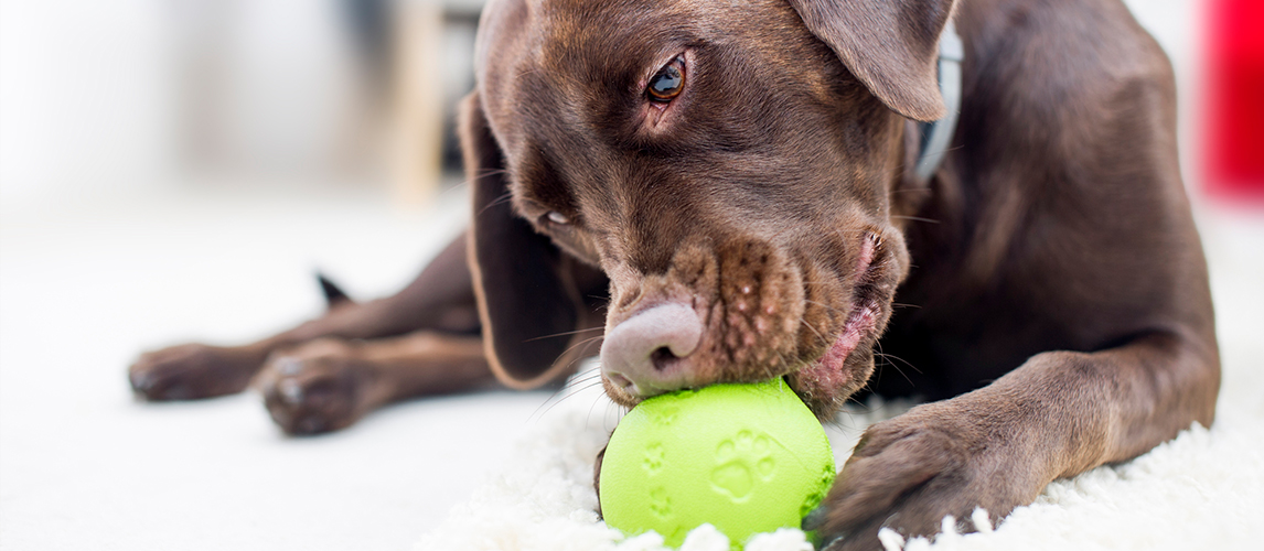 Best-Dog-Puzzle-Toys