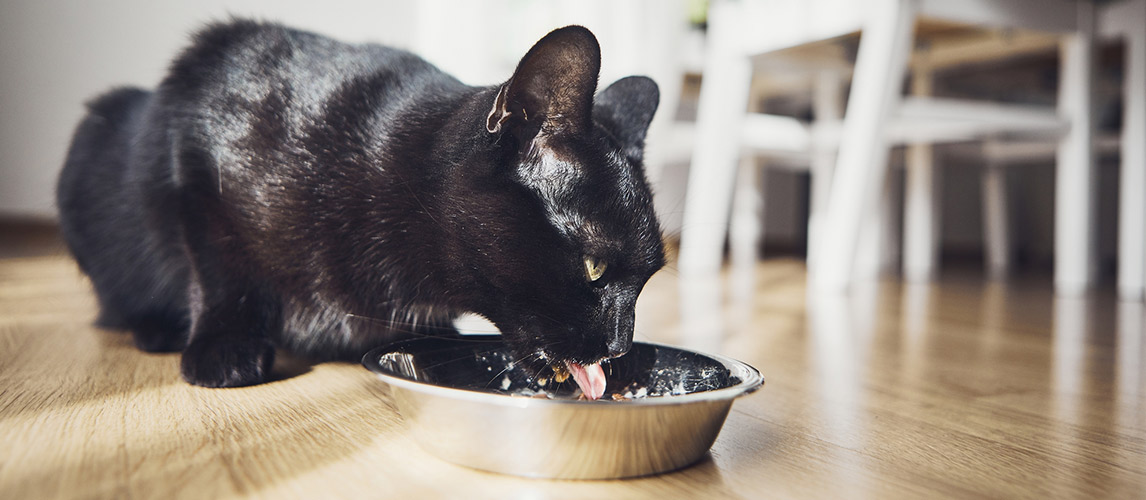 Best-Grain-Free-Cat-Food