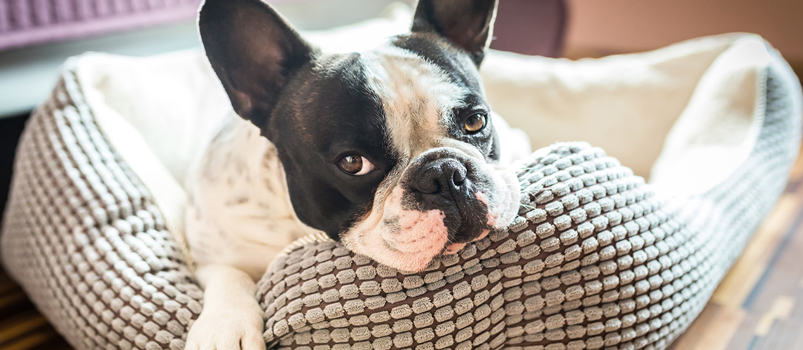 Best-Heated-Dog-Bed