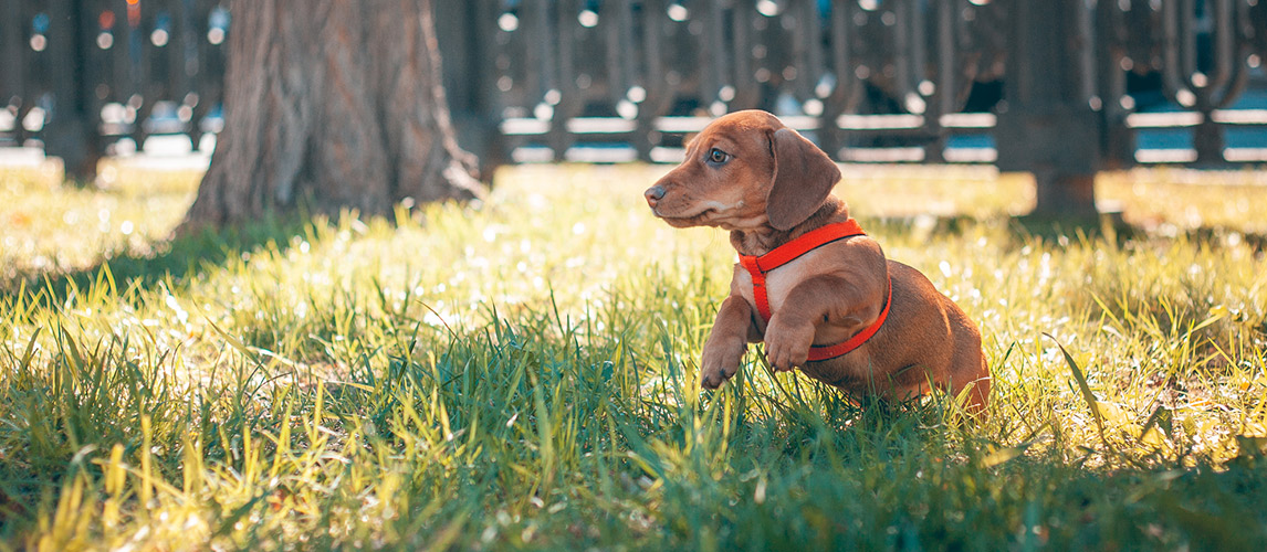 Best-Puppy-Harness