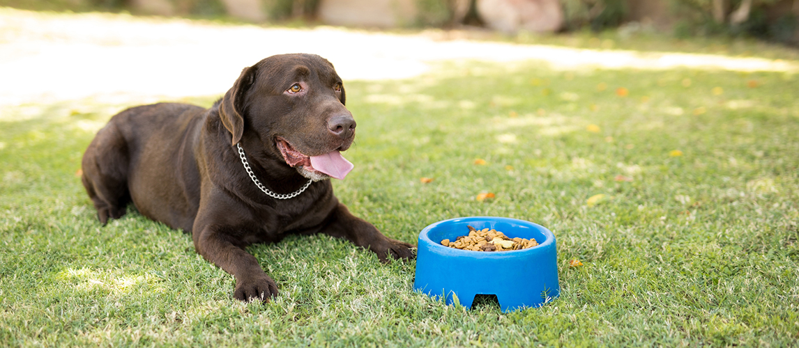 Best-Senior-Dog-Food