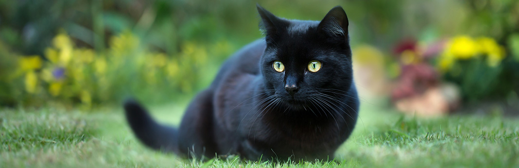 Bombay Cat: Breed Information, Characteristics and Facts