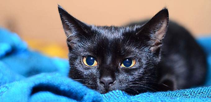 Bombay cat lying on the blue blanket