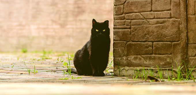 Bombay cat sitting