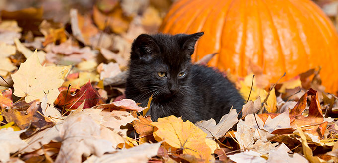 Bombay kitten and the leaves