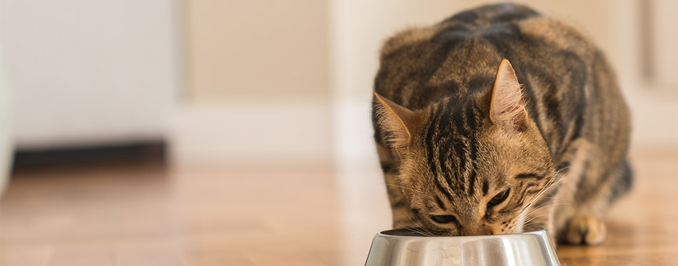 Cat eating from the bowl
