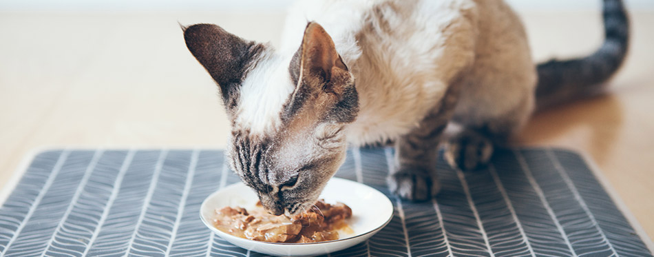 Cat eating wet food