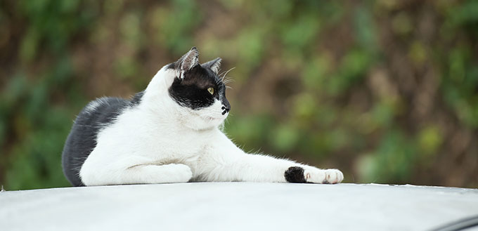 Cat on a car