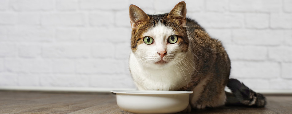 Cat with a food bowl