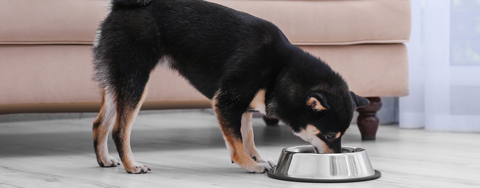 Cute little Shiba Inu dog eating