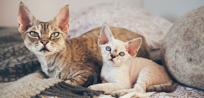 Devon Rex cat and kitten