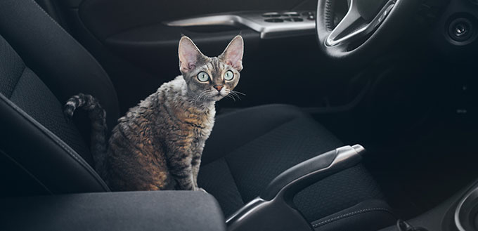 Devon Rex cat is sitting in a car seat