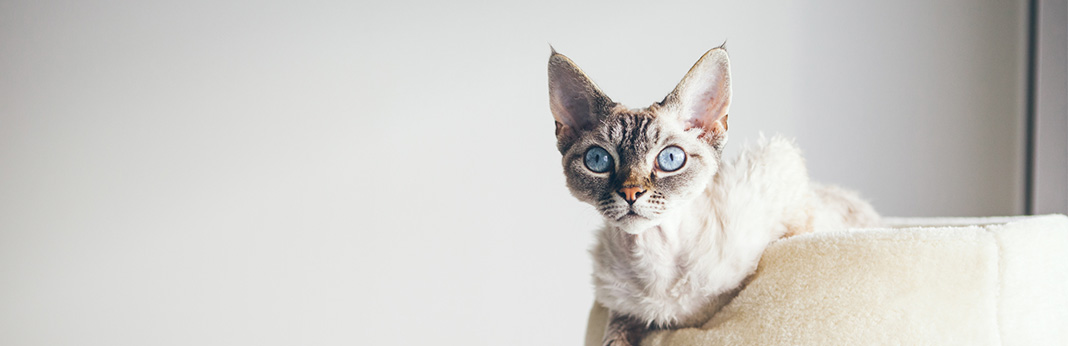 Devon Rex: Cat Breed Information, Characteristics and Facts