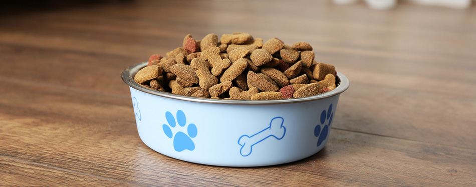 Dog food in bowl on floor at home