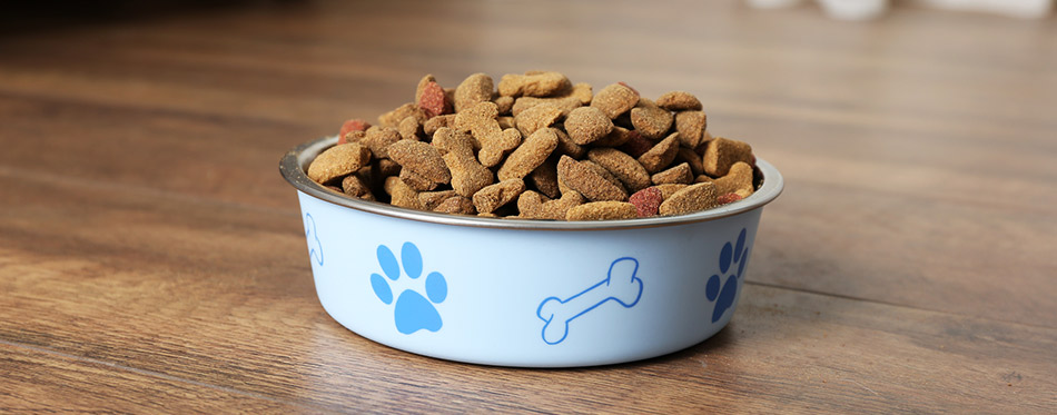 Dog food in the bowl