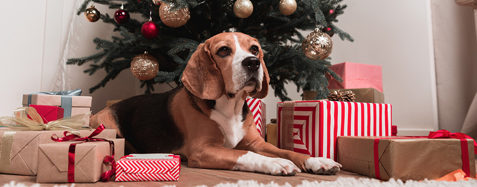 Dog laying under christmas tree with presents