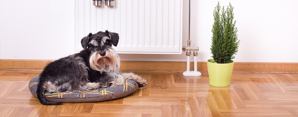 Dog lying in front of heater