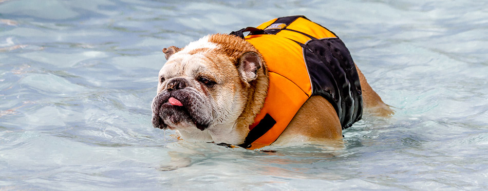 Dogs Swimming with life jacket
