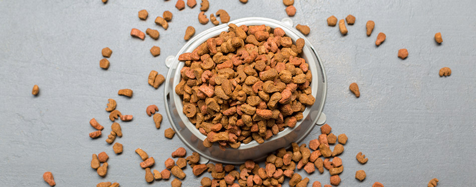 The Best Dog Foods for Kidney Disease