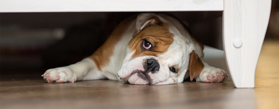 English bulldog lying under the furniture