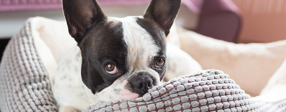 French bulldog on the lair