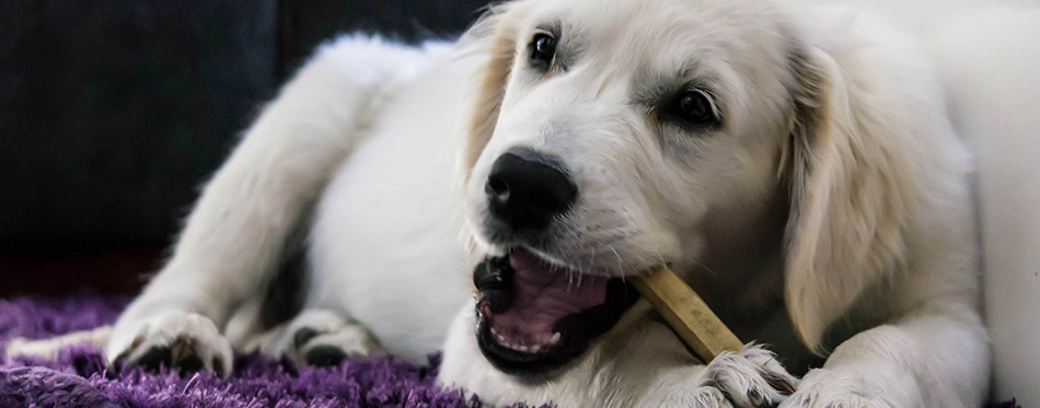 Golden Retriever Puppy chewing