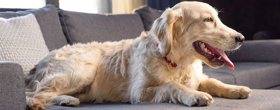 Golden retriever dog