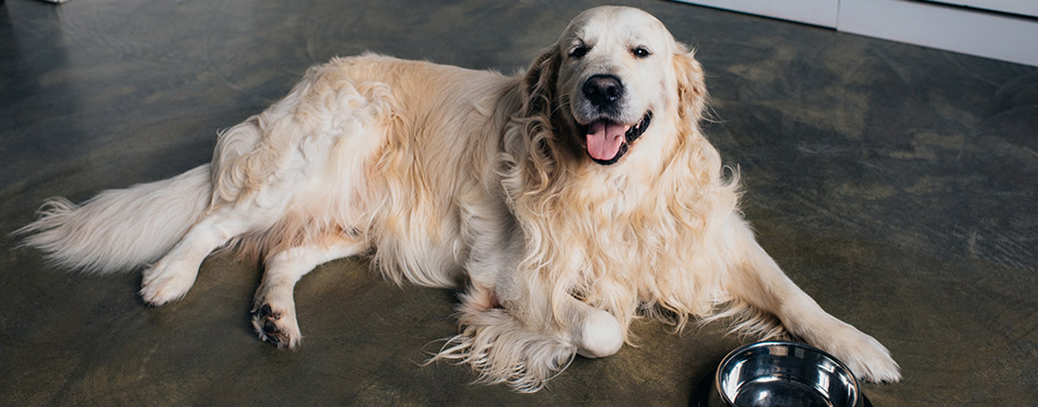 Golden retriever lying near metal bowl