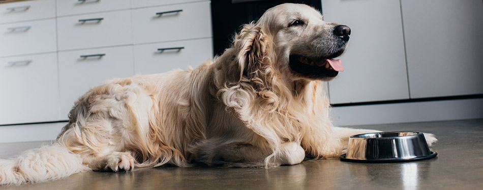 Golden retriever lying near metal bowl