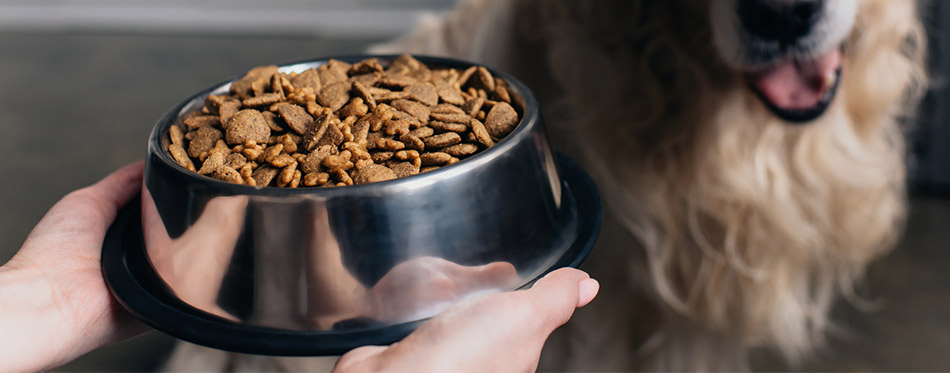 Hands Holding Food Bowl