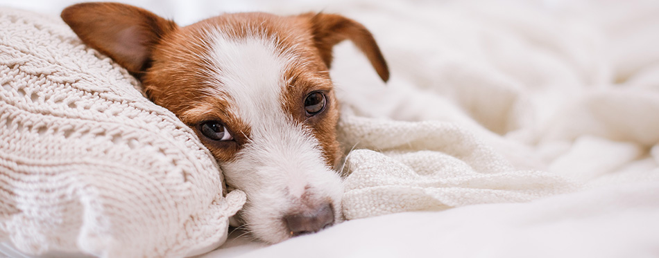 Jack Russell dog on heated pad