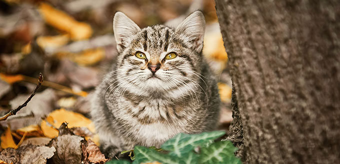 Kitten lying near the tree